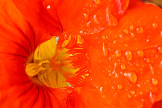 Red flower close up