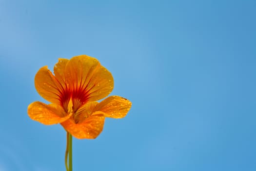Orange flower and blue sky