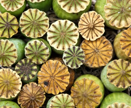 Opium poppy seed capsule closeup