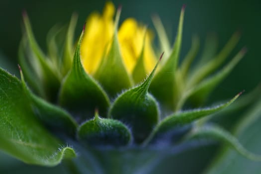 Sunflower close up