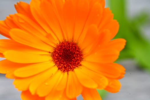 Red flower close up