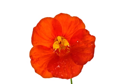 Red flower close up