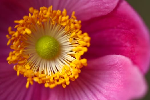 Pink daisy flower close up
