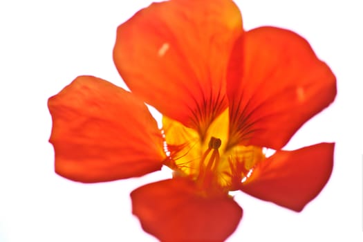Red flower close up