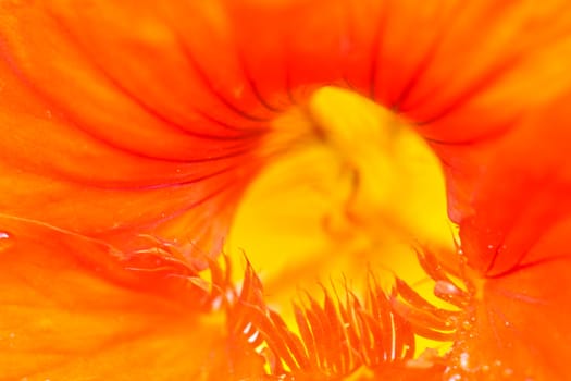 Red flower close up