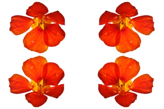 Red flower close up