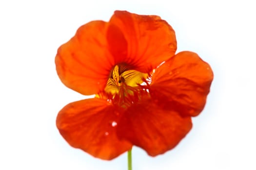 Red flower close up
