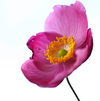Pink daisy flower close up