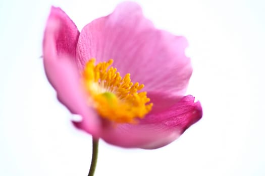 Pink daisy flower close up