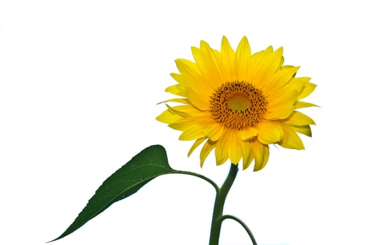 Sunflower close up