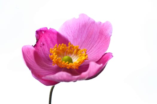 Pink daisy flower close up