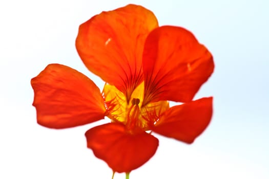 Red flower close up