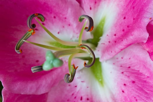 Orchidaceae close up and details