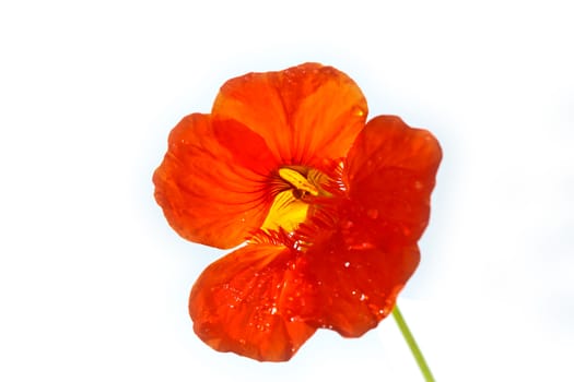 Red flower close up