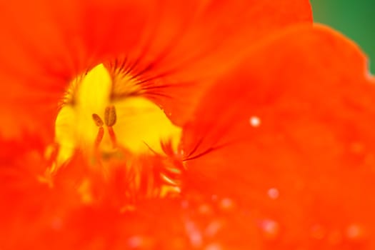 Red flower close up