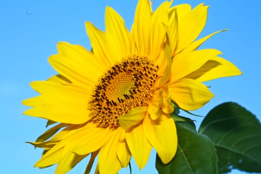 Sunflower close up
