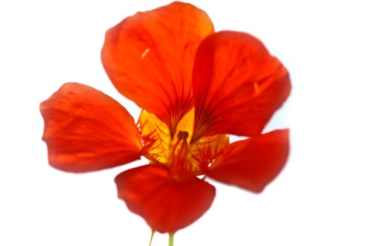 Red flower close up