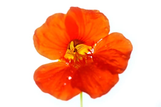 Red flower close up
