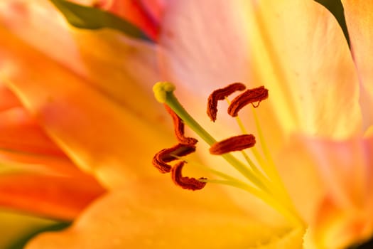 Orchidaceae close up and details