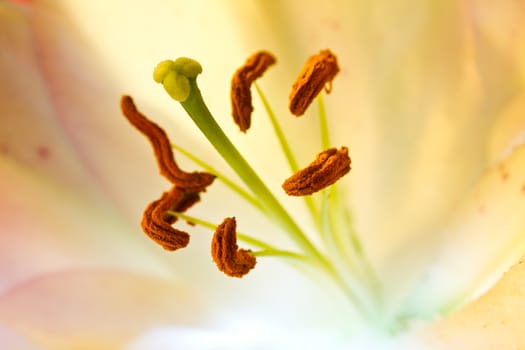 Orchidaceae close up and details