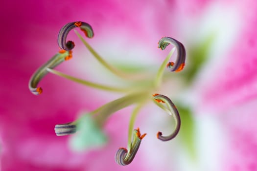 Orchidaceae close up and details