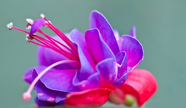 Red pink flower detail