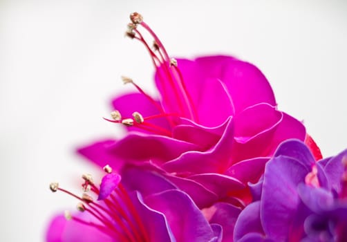 Red pink flower detail