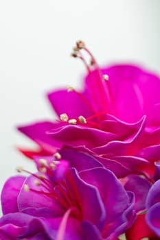 Red pink flower detail