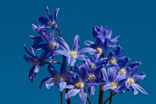 Delphinium flower shot against a blue sky