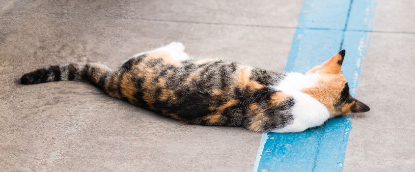 Sleeping cat on the car park in  the harbour