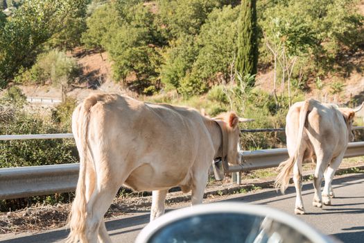 Cows on the Sicilian roads  block cars