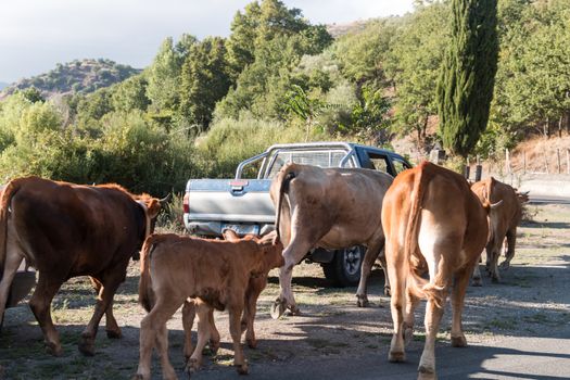 Cows on the Sicilian roads  block cars