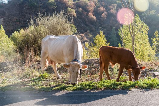 Cows on the Sicilian roads  block cars