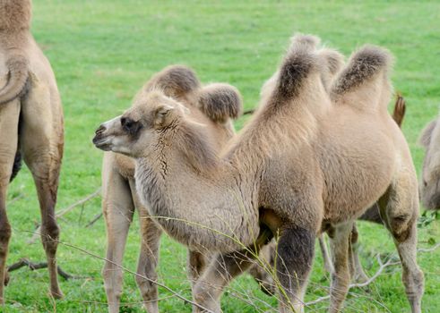 Camel baby profile with two humps standing on grass