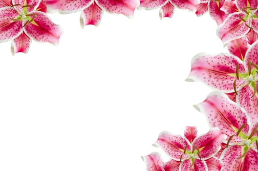 pink lily flowers  over white for background