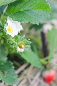 Strawberry plants already ripe to harvest