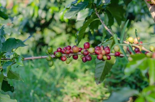 Coffee beans on tree in farm