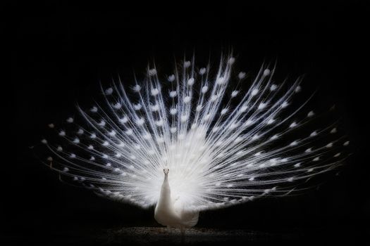 Beautiful white peacock