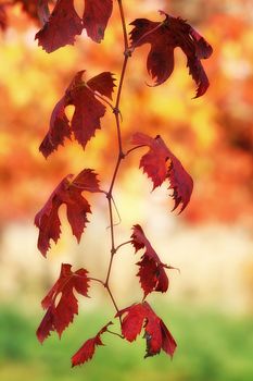 Red grapevine with italian flag on background