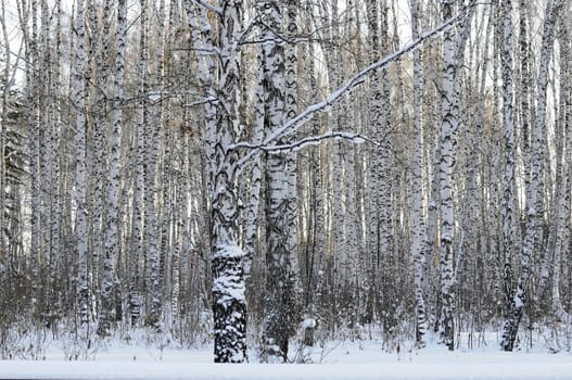 Birch wood in the winter