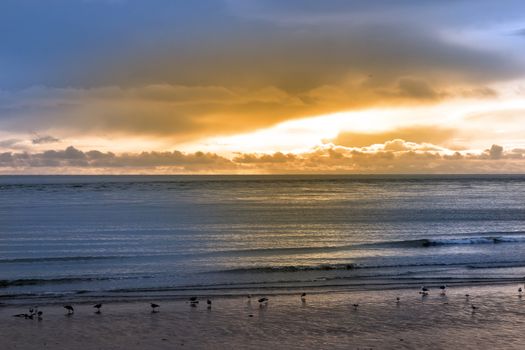 birds on the beach in Beal county Kerry Ireland with sunset in the background