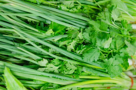 fresh coriander and green onions full background