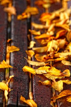 leaves over a bench in a park