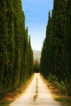 Country tuscan avenue