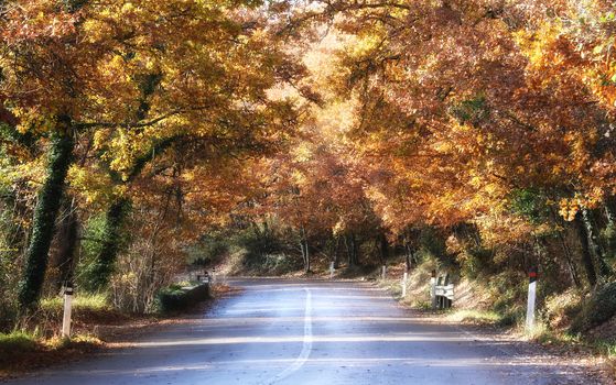 Golden road in tuscany