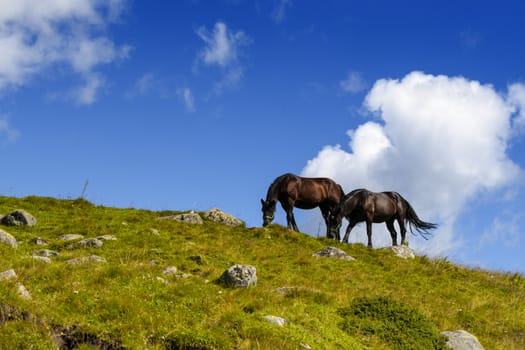 Free horses over a mountain (dolomiti)