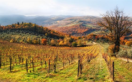 Beautiful autumn in chianti hills - Tuscany