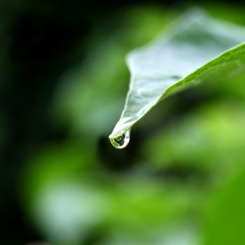 Little drop over a leaf