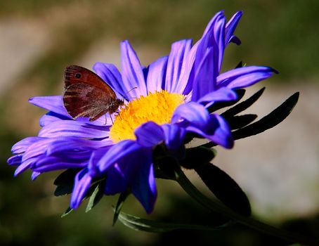 Butterfly over a violet daisy