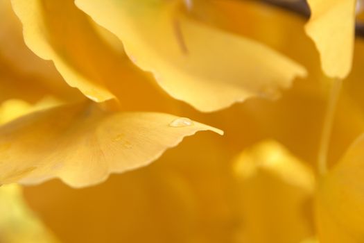 Golden drop over a leaf in autumn